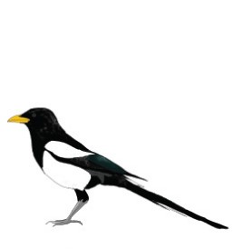 Harakas