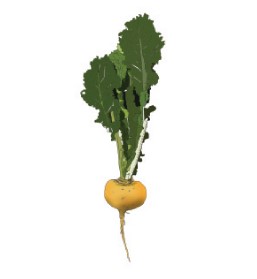 Kaalikas