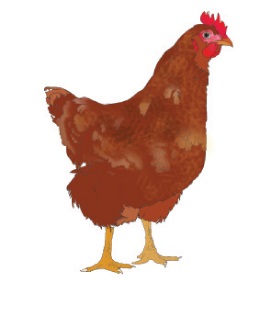 Kana