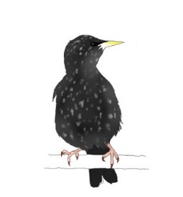 Kuldnokk
