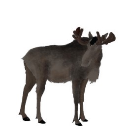 Põder