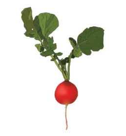 Redis